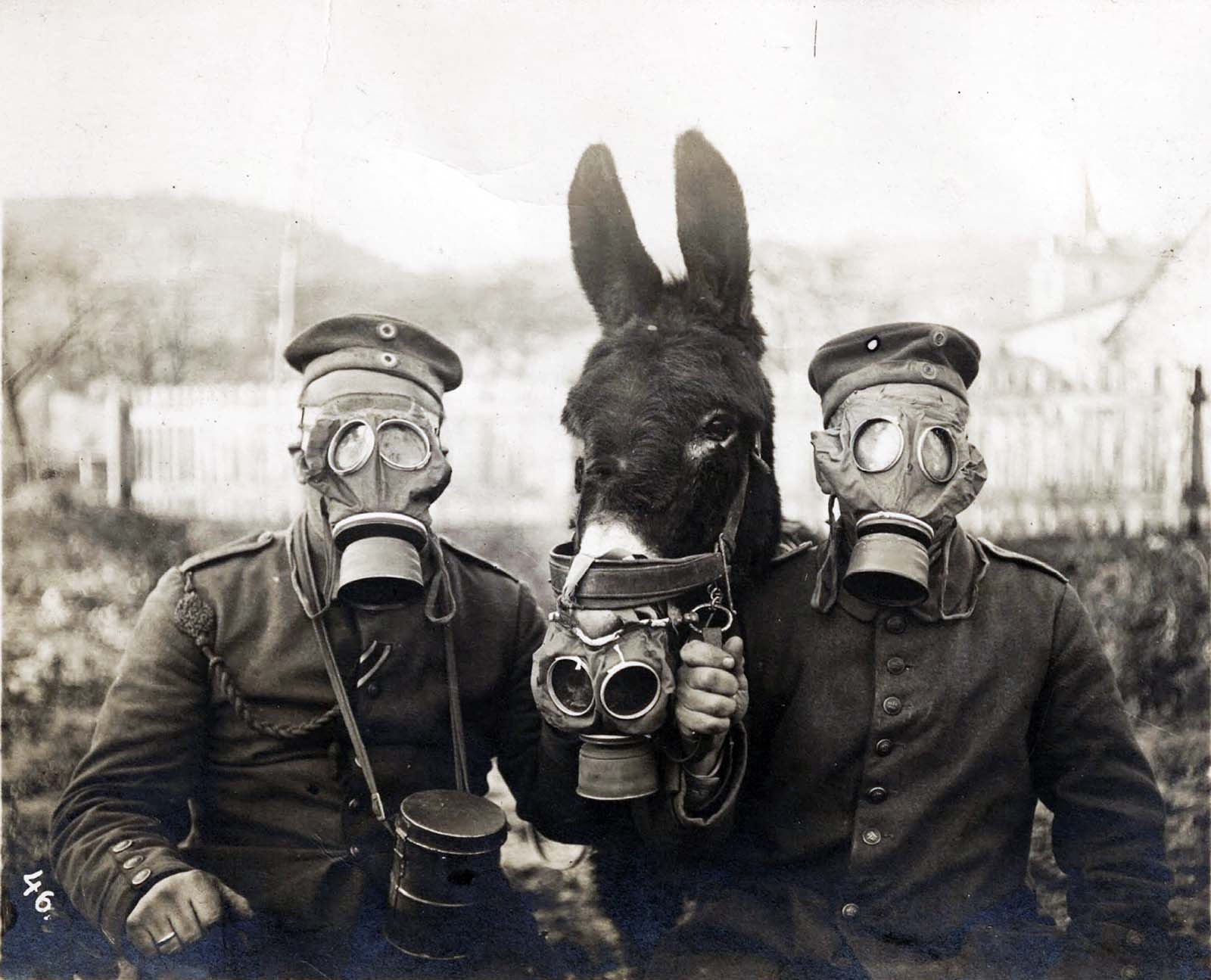 Due soldati e mulo tutti con maschera antigas