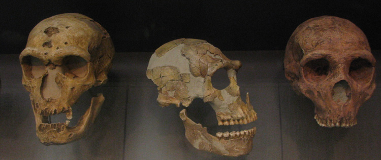neanderthal skulls